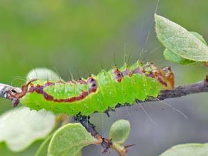 Acronicta tritona