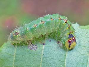 Acronicta laetifica