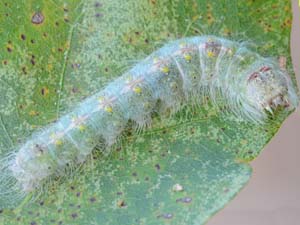 Acronicta lobeliae