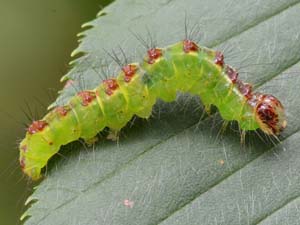 Acronicta fragilis