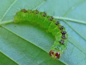 Acronicta fragilis