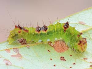 Acronicta hamamelis