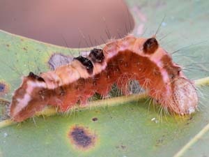 Acronicta hamamelis