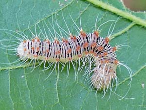 Acronicta retardata