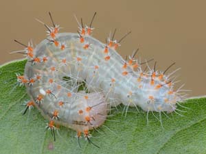 Acronicta brumosa