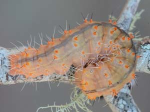 Acronicta brumosa