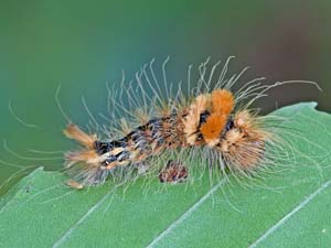 Acronicta impleta