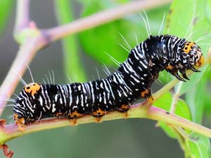 Androloma disparata