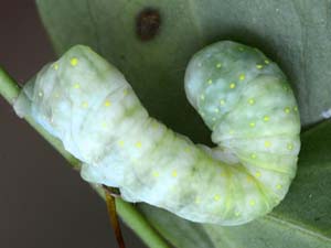 Phosphila miselioides