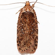 Agonopterix rosaciliella