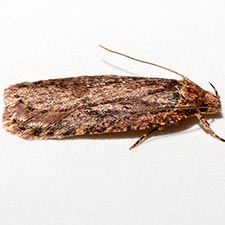 Agonopterix rosaciliella