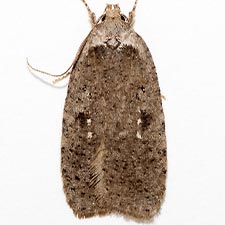 Agonopterix argillacea