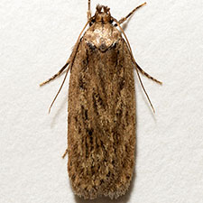 Depressaria radiella