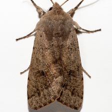 Orthosia pacifica