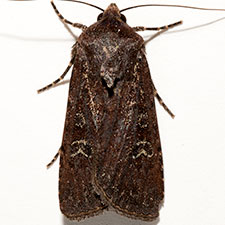 Euxoa intermontana