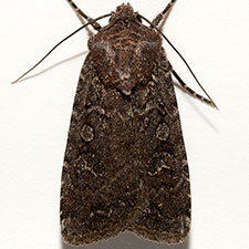 Euxoa intermontana