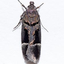 Pseudochelaria manzanitae