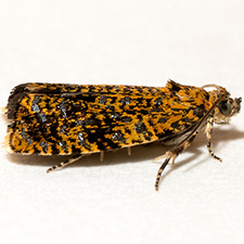 Celypha chalybeana