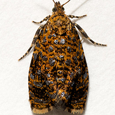 Celypha chalybeana