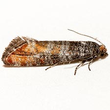 Rhyacionia granti