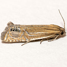 Eucosma verna