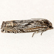 Eucosma migratana