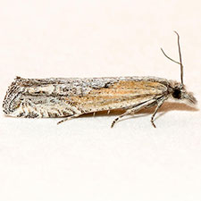 Eucosma perangustana