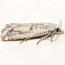 Eucosma hodgesi