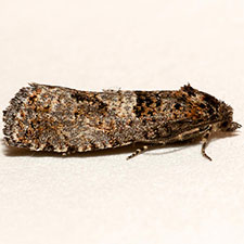 Epiblema radicana