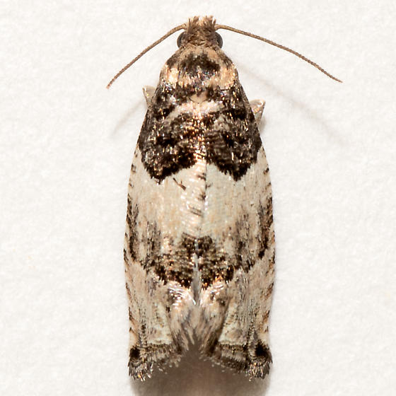 Gypsonoma n. sp. 1