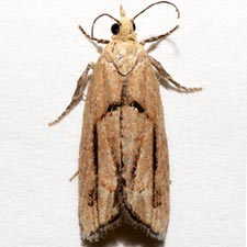 Epinotia ephemerana