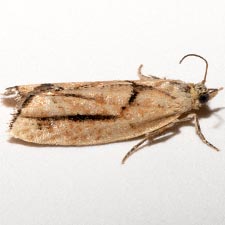 Epinotia ephemerana