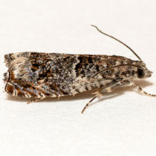 Epinotia albangulana