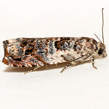 Epinotia albangulana