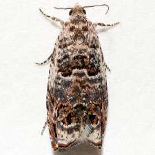 Epinotia albangulana