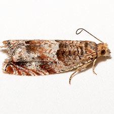 Epinotia miscana