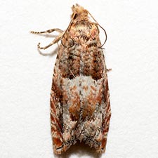 Epinotia miscana