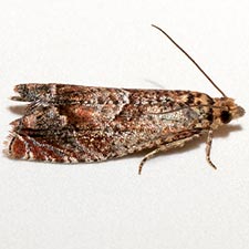 Epinotia miscana