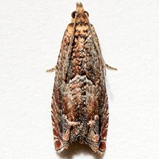 Epinotia miscana