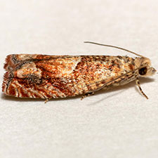 Epinotia miscana