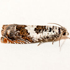 Epinotia nigralbana