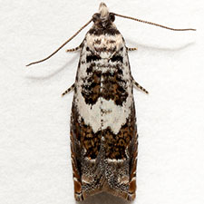 Epinotia nigralbana