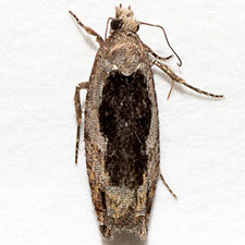 Epinotia emarginana