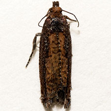 Epinotia emarginana