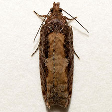 Epinotia emarginana