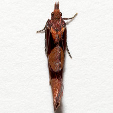 Epinotia bigemina