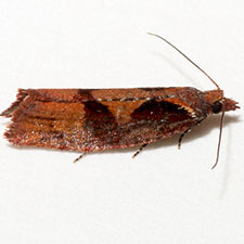 Epinotia bigemina