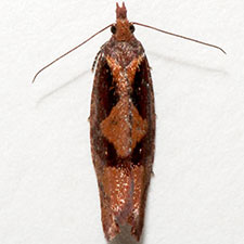 Epinotia bigemina