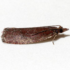 Epinotia bigemina