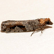 Epinotia signiferana